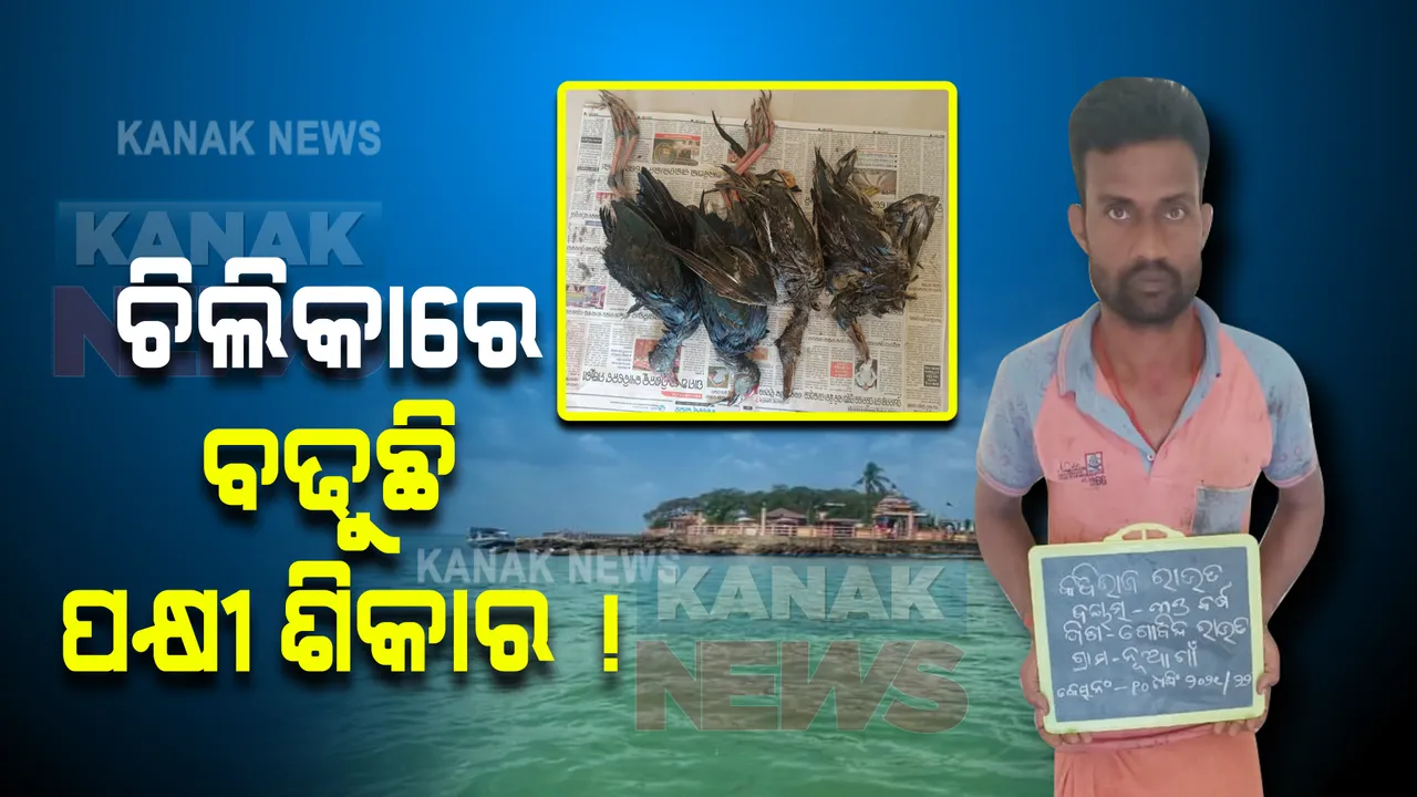  ଚିଲିକାରେ ପକ୍ଷୀ ଶିକାର ଅଭିଯୋଗ, ଜଣେ ଗିରଫ । ୪ଟି ମୃତ ବିଦେଶୀ ପକ୍ଷୀ ଉଦ୍ଧାର 