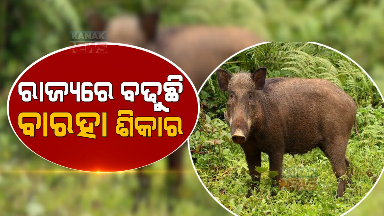  ରାଜ୍ୟରେ ବଢୁଛି ବଣ୍ୟଜନ୍ତୁ ଶିକାର । ୫ ବର୍ଷ ମଧ୍ୟରେ କେତେ ବଣ୍ୟଜନ୍ତୁ ଶିକାର କରିଛନ୍ତି ଶିକାରୀ, ହିସାବ ଦେଲେ ଜଙ୍ଗଲ ମନ୍ତ୍ରୀ ।