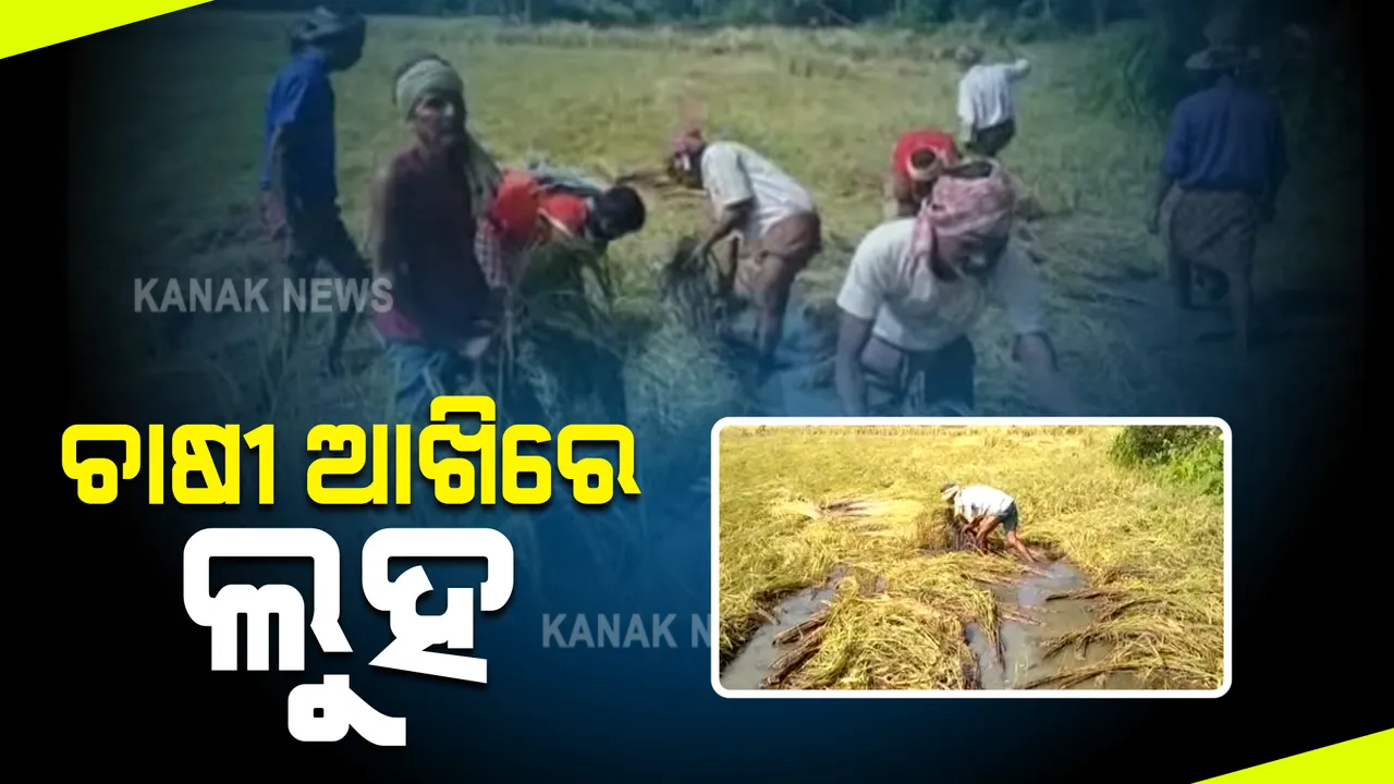  ବାତ୍ୟା ଜୱାଦ ବୁଡାଇ ଦେଲା ବର୍ଷ ତମାମର ପରିଶ୍ରମ : ବିଲରେ ଲହଡି ଭାଙ୍ଗୁଛି ପାଣି, ଧାନ ସାଙ୍ଗକୁ ନଷ୍ଟ ହେଲା ପନିପରିବା