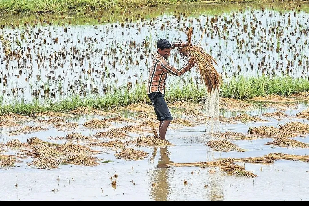  ବାତ୍ୟା ସିନା ଟଳିଗଲା କିନ୍ତୁ ବଢିଗଲା ଚାଷୀଙ୍କ ଦୁର୍ଦ୍ଦଶା । ଆଖି ଆଗରେ ନଷ୍ଟ ହୋଇଗଲା ବର୍ଷକର ସୁନାର ଫସଲ