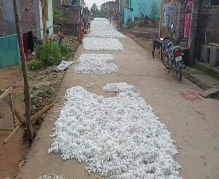  ସରକାରୀ ନିର୍ଦ୍ଧାରିତ ଏମଏସପି ଠାରୁ ଅଧିକ ଦାମରେ କପା ବିକିଲେ ଚାଷୀ । ଅଧିକ ଦାମରେ କିଣିନେଲେ ଆନ୍ଧ୍ର ବ୍ୟବସାୟୀ ।