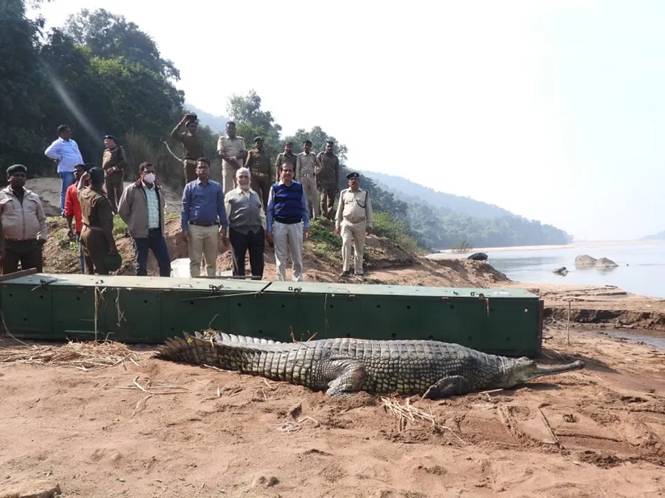  ଘଡିଆଳ କୁମ୍ଭୀର ଦେହରେ ଲାଗିଲା ଟ୍ରାନ୍ସମିଟର... ମହାନଦୀରେ ଛଡାଗଲା ନନ୍ଦନକାନନର କୁମ୍ଭୀର