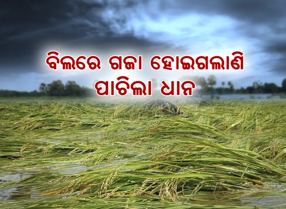  ଲଗାଣ ବର୍ଷାରେ ଧାନବିଲରେ ପଶିଗଲା ପାଣି । ବର୍ଷା ଚାଲିଯିବା ପରେ ଚାଷୀ ଆଖିରୁ ଶୁଖୁନି ଲୁହ