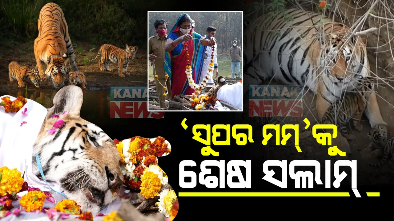  'ସୁପର ମମ'କୁ ଶେଷ ସଲାମ୍ : ୨୯ଟି ଛୁଆ ଜନ୍ମ ଦେଇ ବାଘ ସଂଖ୍ୟା ବୃଦ୍ଧିରେ କରିଥିଲା ରେକର୍ଡ; ସମ୍ମାନର ସହ କରାଗଲା ଶେଷକୃତ୍ୟ