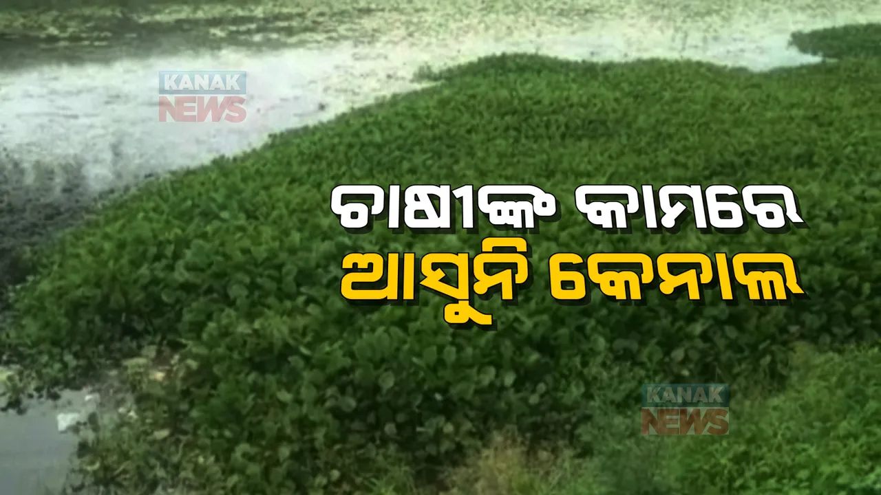  ଚାଷୀଙ୍କ କାମରେ ଆସୁନି ବ୍ରିଟିଶ ଅମଳର କେନାଲ: ମରାମତି ଅଭାବରୁ ତଳମୁଣ୍ଡରେ ପହଂଚି ପାରୁନି ପାଣି