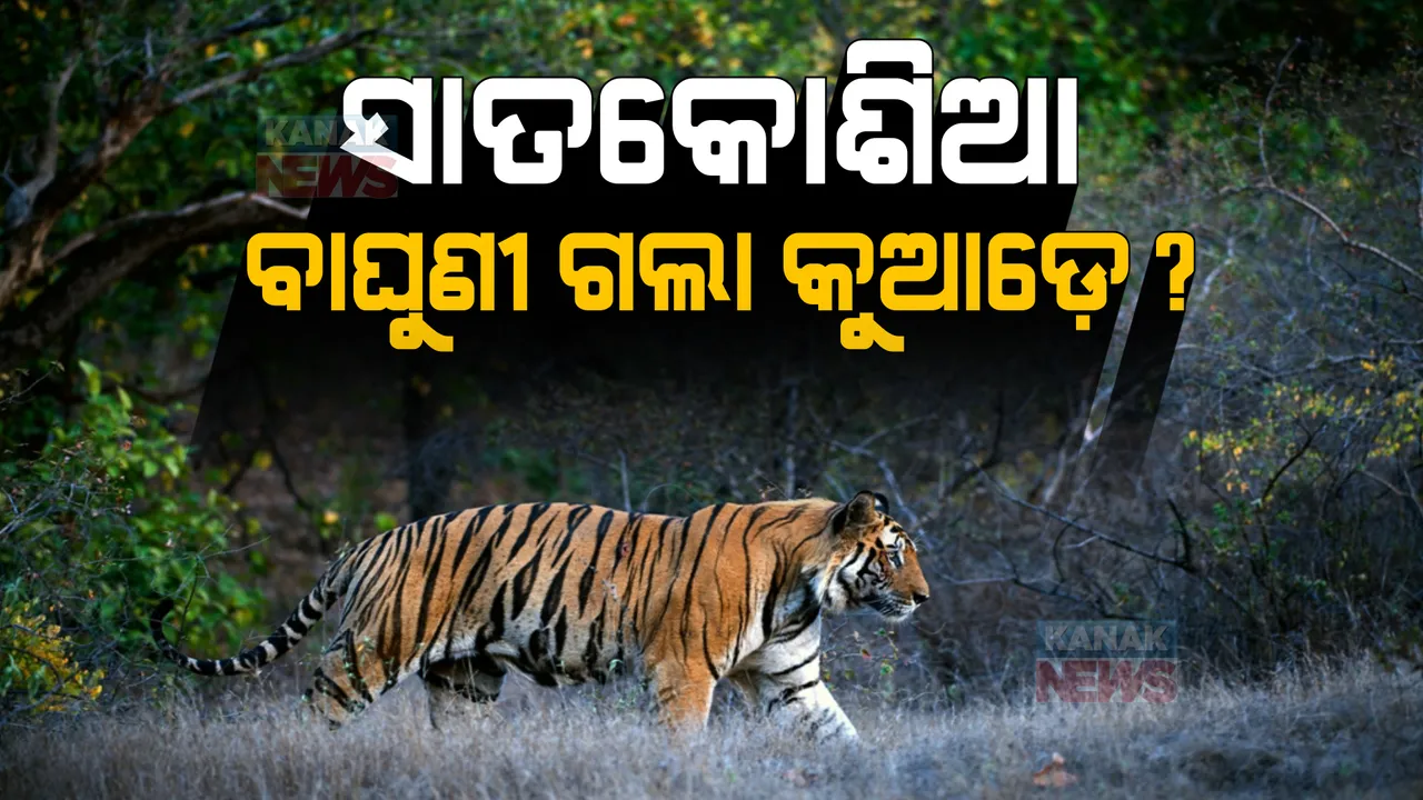  ବାଘଶୂନ୍ୟ ହୋଇଗଲା କି ସାତକୋଶିଆ ? ଦେଢ ମାସ ଧରି ଏକମାତ୍ର ବାଘୁଣୀର ପତା ପାଉନି ବନ ବିଭାଗ ।