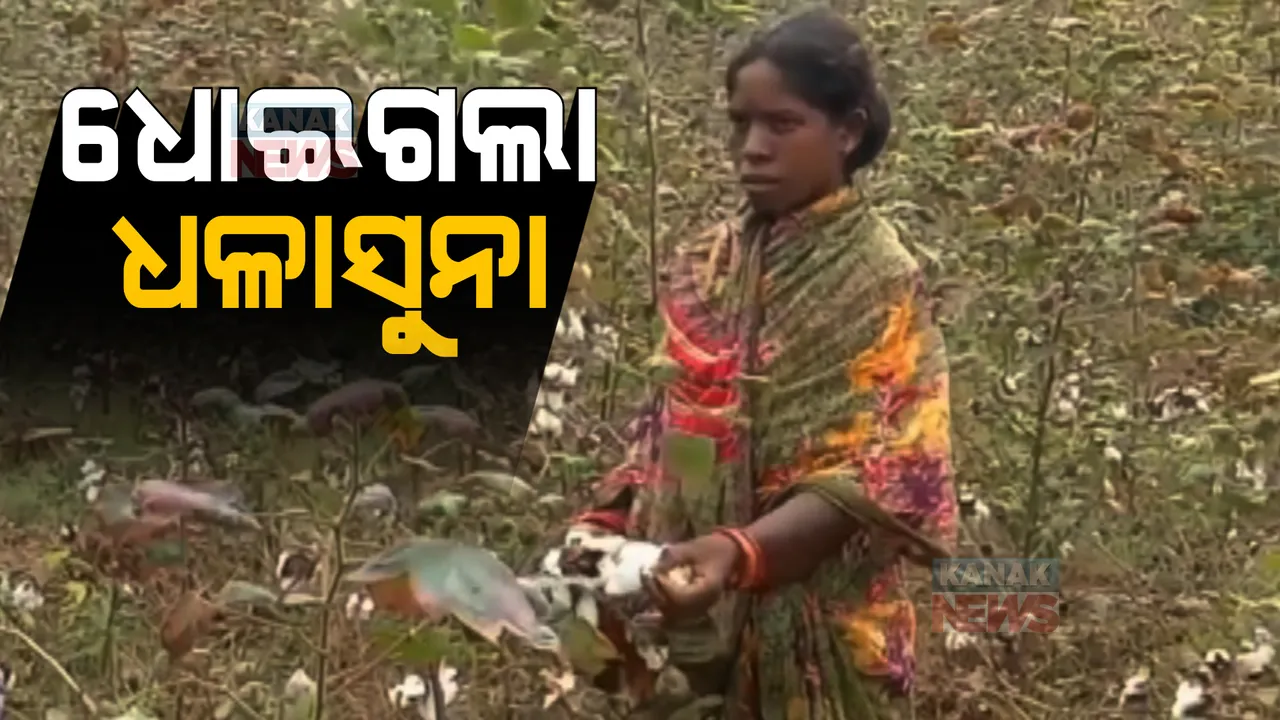  ବର୍ଷାରେ ଭିଜି କଳାପଡିଲା କପା, ବିକ୍ରିକୁ ନେଇ ଚିନ୍ତାରେ ଚାଷୀ । ଅଦିନିଆ ବର୍ଷାରେ ଅମଳ ଫସଲରେ ଲାଗିଲା ପୋକ ।