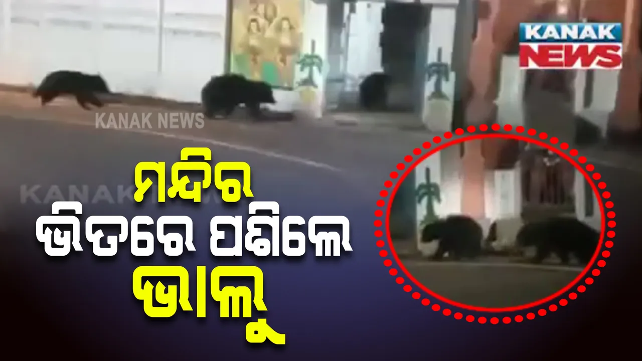  ଗାଁ ଭିତରେ ପଶିଲେ ୩ଟି ଭାଲୁ । ମନ୍ଦିରକୁ ଯାଉଥିବାର ଦୃଶ୍ୟ ମୋବାଇଲରେ କଏଦ ।