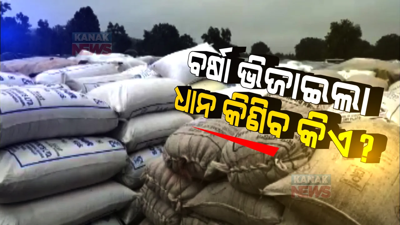  ବର୍ଷା ଭିଜାଇଲା: ଧାନ କିଣିବ କିଏ?