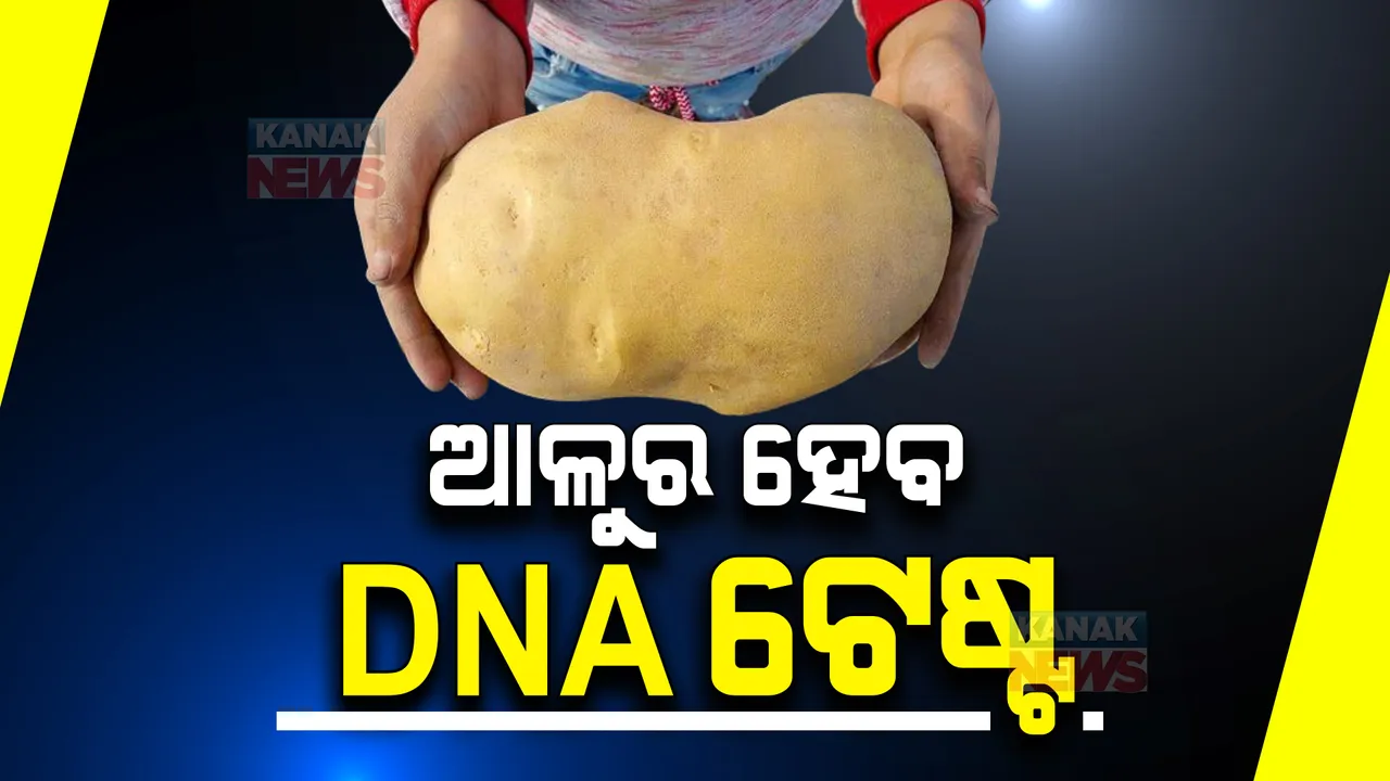  ବିଶ୍ୱର ସବୁଠୁ ବଡ ଆଳୁର ହେବ ଡିଏନଏ ଟେଷ୍ଟ, ଜାଣନ୍ତୁ କଣ ରହିଛି ପରଦା ପଛର କାହାଣୀ