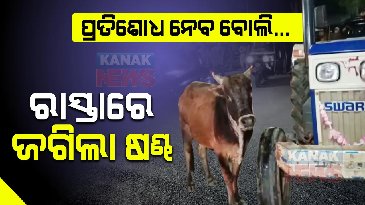  ଧକ୍କା ଦେଲା ଟ୍ରାକ୍ଟର, ରାଗିଗଲା ଷଣ୍ଢ । ରାସ୍ତା ଉପରେ ଅଢେଇ ଘଣ୍ଟା କାଳ ଗାଡିକୁ ଅଟକ ରଖିଲା ପଶୁ ।