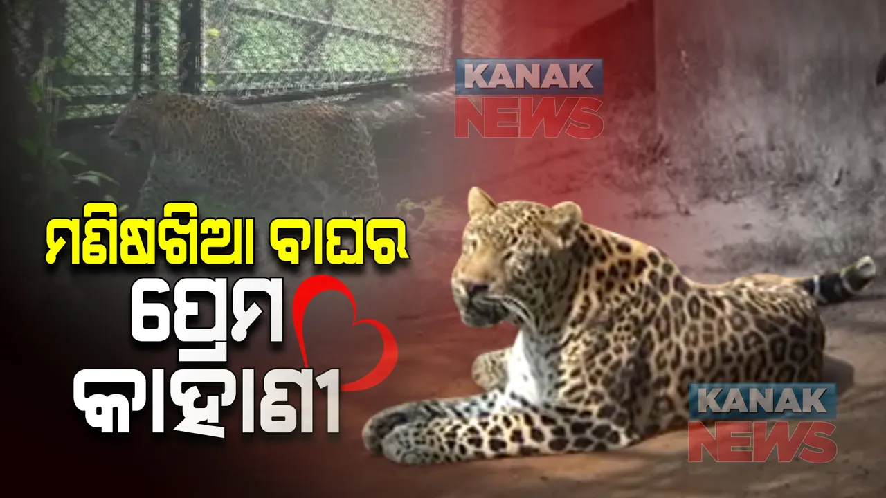  ବାଘର ପ୍ରେମ କାହାଣୀକୁ ନେଇ ବଢୁଛି ଚର୍ଚ୍ଚା : ନୂଆପଡ଼ାର ମଣିଷଖିଆ କଲରାପତରିଆ ପ୍ରେମରେ ଦୁଇ ବାଘୁଣୀ ମଞ୍ଜୁ ଓ ଅନିତା