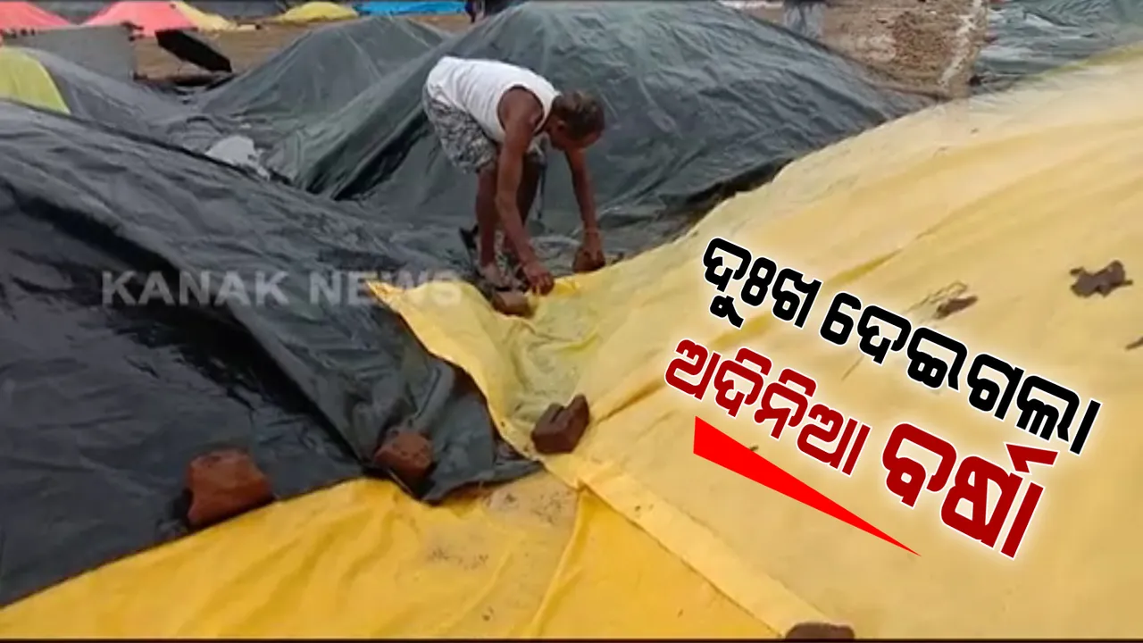  ଅଦିନିଆ ବର୍ଷା ବଢ଼ାଇଲା ଚାଷୀଙ୍କ ଦୁଃଖ । ଭାଙ୍ଗିଲା ଘର, ଓଦା ହେଲା ଧାନ, ଚାଉଳ । କେମିତି ସୁଝିବେ ଋଣ, କେମିତି ଚଳିବ ପରିବାର ?