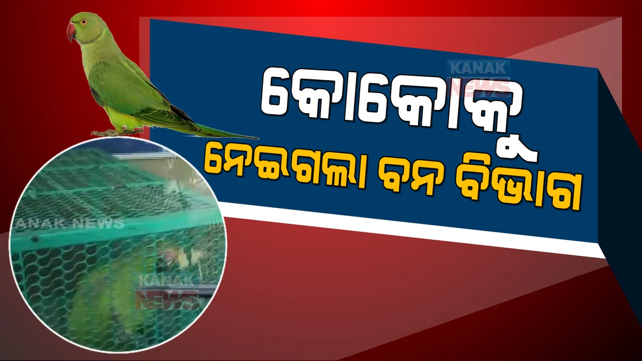  ଫେରିଲା କୋକୋ, ହେଲେ ନେଇଗଲା ବନ ବିଭାଗ । ଅନିଚ୍ଛା ସତ୍ୱେ ଶୁଆକୁ ହସ୍ତାନ୍ତର କଲେ ପ୍ରଫେସର ସସ୍ମିତା ବେହେରା ।