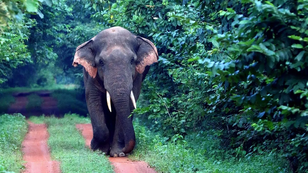  ଟାଙ୍ଗୀ ନରମାନବୀ ଗାଁରେ ହାତୀ ଉପଦ୍ରବ । ଶୁଣ୍ଢରେ କଚାଡି ଦେଲା ହାତୀ, ୫୦ ବର୍ଷର ବ୍ୟକ୍ତି ଗୁରୁତର ଆହତ ।