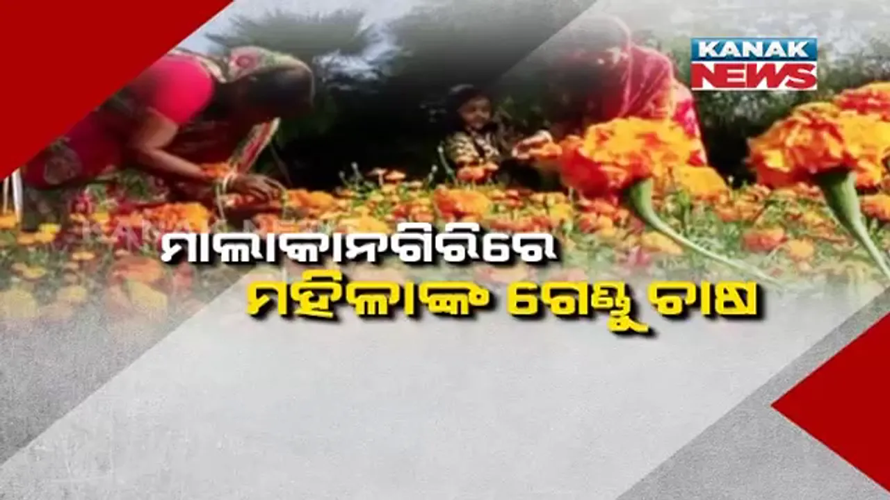  ଫୁଲ ଚାଷ ପ୍ରତି ବଢୁଛି ଆଦର । ଗେଣ୍ଡୁଫୁଲ ଚାଷ କରି ସ୍ୱାବଲମ୍ବୀ ହୋଇଛନ୍ତି ମହିଳା ।