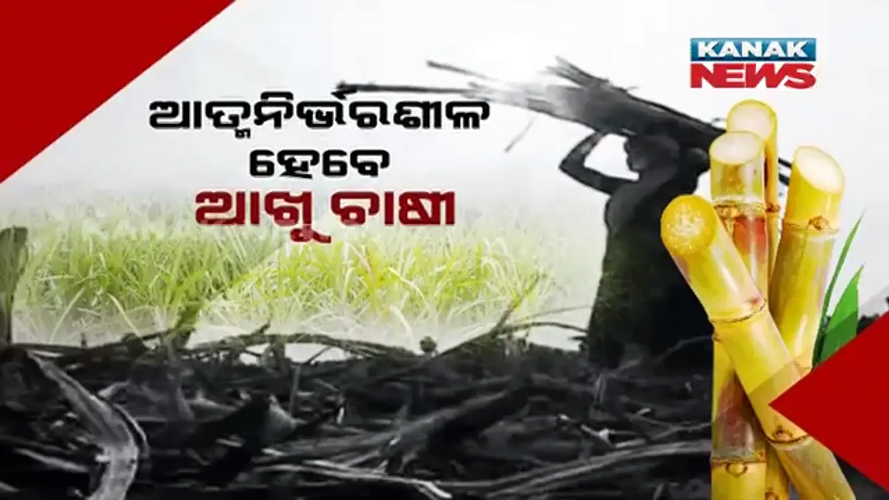  ଆଖୁ ଚାଷ କରି ଲାଭ ପାଉଛନ୍ତି ଚାଷୀ । ୪ ଜଣ ବନ୍ଧୁ ମିଶି ଆରମ୍ଭ କରିଛନ୍ତି ସୁନ୍ଦର ଉଦ୍ୟୋଗ ।