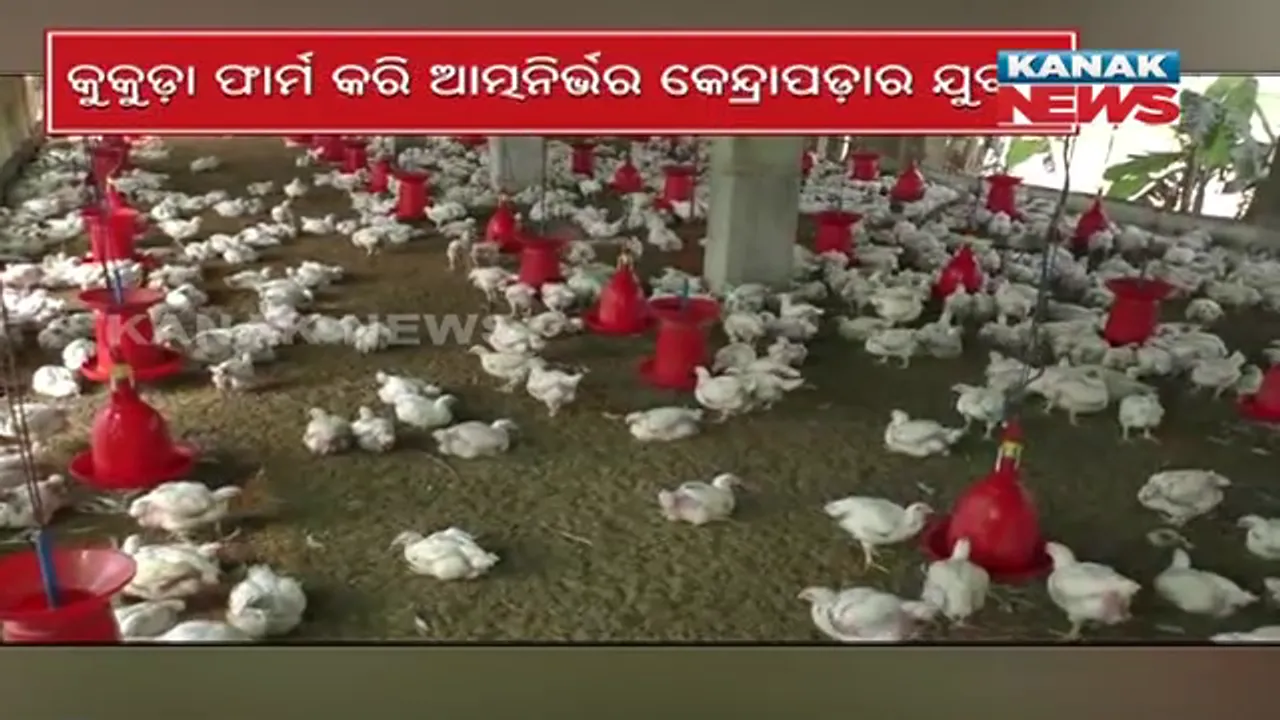  ଯୁବଚାଷୀଙ୍କୁ ରୋଜଗାର ଦେଉଛି ଅଣ୍ଡା ଦିଆ କୁକୁଡା ଫାର୍ମ । କଳିଙ୍ଗ ବ୍ରାଉନ୍ ପ୍ରଜାତିର କୁକୁଡା ଚାଷ କରିଛନ୍ତି ପ୍ରଦୀପ ବେହେରା ।