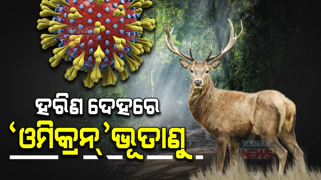  ଜଙ୍ଗଲୀ ହରିଣ ଦେହରେ ଓମିକ୍ରନ୍ ଭୂତାଣୁ ଚିହ୍ନଟ : ମଣିଷକୁ ହୋଇପାରେ ସଂକ୍ରମିତ; ହରିଣ ଦେହରେ ଥାଇ ଭୂତାଣୁ ମ୍ୟୁଟେସନ ହେବା ଆଶଙ୍କା