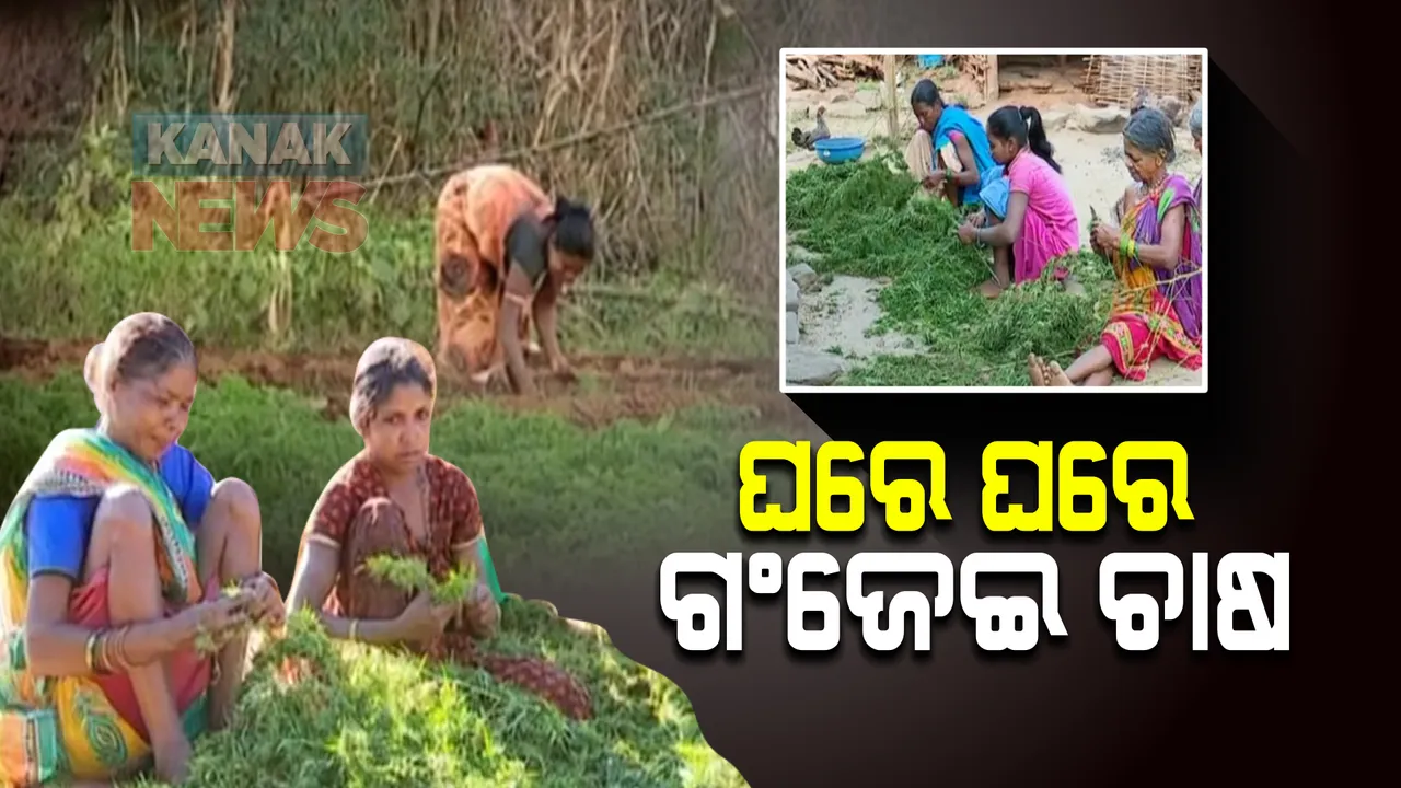  ଘରେ ଘରେ ଚାଲିଛି ଗଂଜେଇ ଚାଷ : ସ୍ୱାଭିମାନ ଅଂଚଳରେ ଗଂଜେଇ ଅମଳରେ ଲାଗିଛନ୍ତି ଚାଷୀ