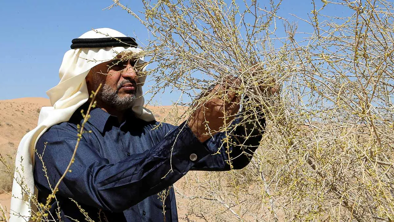  Abdullah Abduljabar Vice President of Al-Ghadha Parks looks at a tree in the world's largest saxaul botanical garden, in Unayzah, Al Qassim Province, Saudi Arabia, February 13, 2022. Picture taken February 13, 2022. REUTERS/Ahmed Yosri 