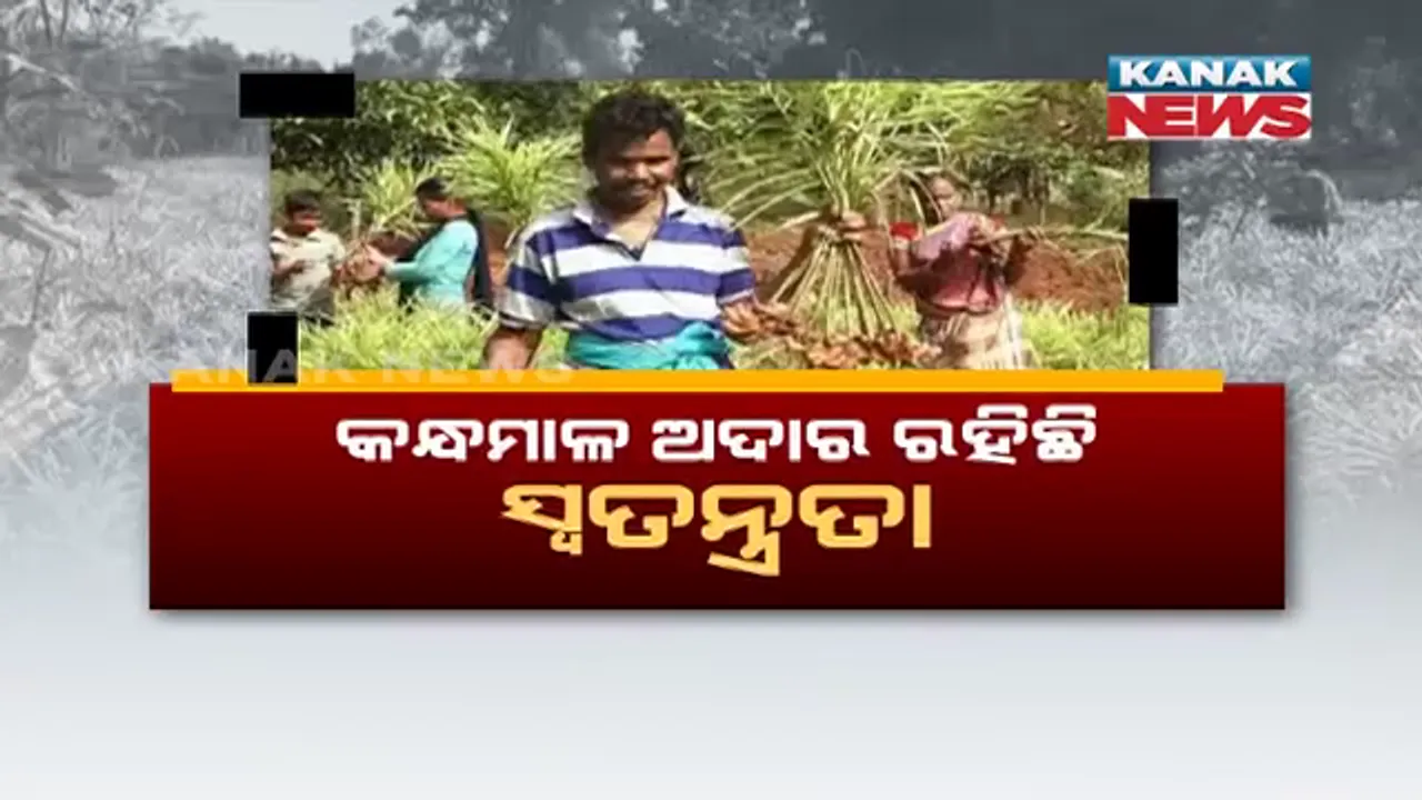  ଔଷଧୀୟ ଗୁଣ ପାଇଁ କନ୍ଧମାଳ ଅଦାର ରହିଛି ସ୍ୱତନ୍ତ୍ର ଚାହିଦା । କମ୍ ଦରରେ ବିକ୍ରି ହେଉଥିବାରୁ ଚାଷୀଙ୍କୁ ମିଳୁନି ଉପଯୁକ୍ତ ପାରିଶ୍ରମିକ ।
