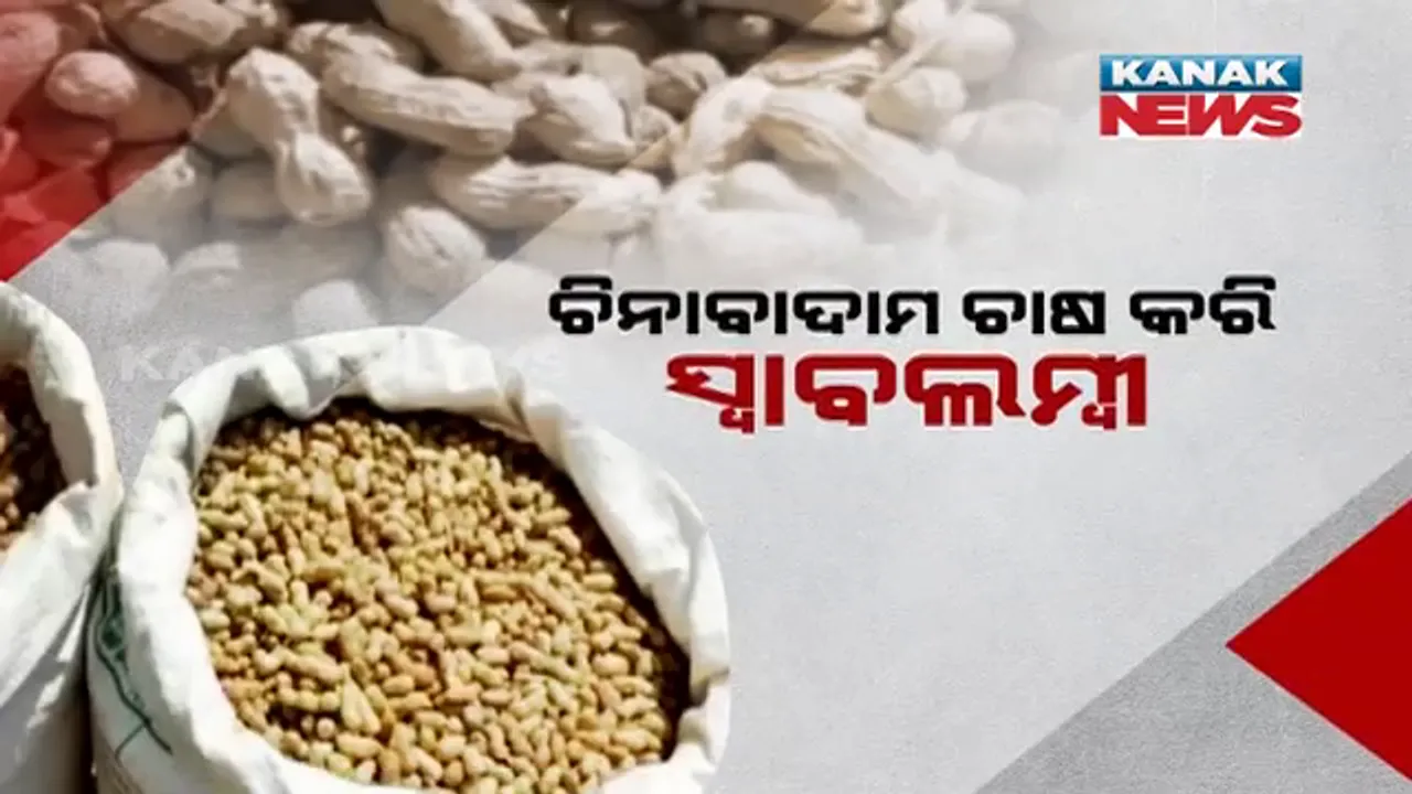  ଚିନାବାଦାମ ଚାଷ କରି ରୋଜଗାରକ୍ଷମ ହେଉଛନ୍ତି ଚାଷୀ । ଦିଆଯାଉଛି ସ୍ୱତନ୍ତ୍ର ତାଲିମ, ଏକର ପିଛା ବାର୍ଷିକ ପାଖାପାଖି ୧ ଲକ୍ଷ ଟଙ୍କାର ରୋଜଗାର ।
