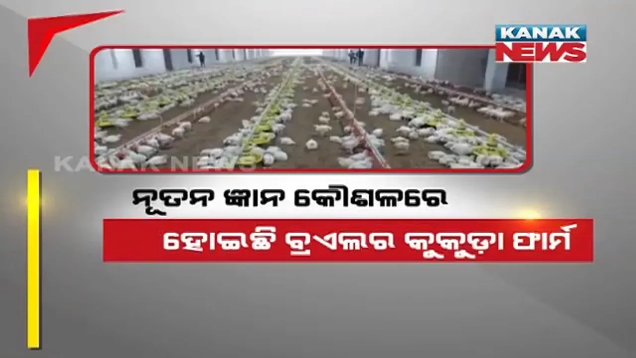  ରୋଜଗାର ଦେଉଛି ଉନ୍ନତମାନର କୁକୁଡ଼ା ଫାର୍ମ । ଅଟୋମେଟିକ୍ ଯନ୍ତ୍ରାଂଶ ସାହାଯ୍ୟରେ କୁକୁଡ଼ା ମାନଙ୍କୁ ଦିଆଯାଉଛି ଖାଦ୍ୟ ଓ ପାନୀୟ ।