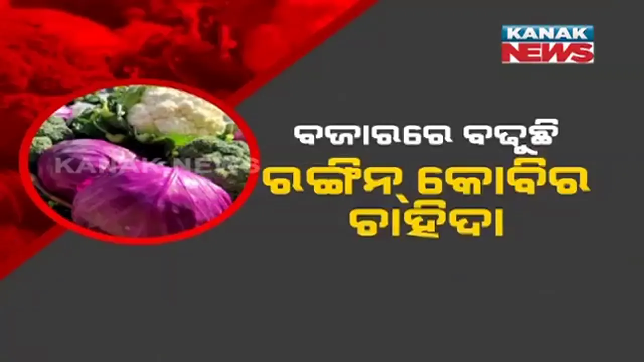 ବଜାରରେ ବଢୁଛି ରଙ୍ଗିନ୍ କୋବିର ଚାହିଦା । ସମ୍ପୂର୍ଣ୍ଣ ଜୈବିକ ପଦ୍ଧତିରେ ହେଉଛି ଚାଷ ।