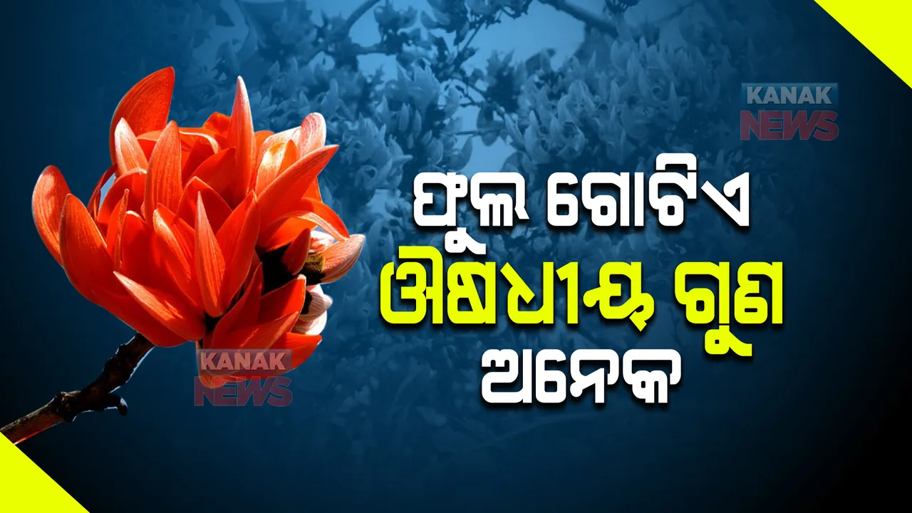  ଗୋଟିଏ ଫୁଲ ଅନେକ ଔଷଧୀୟ ଗୁଣ  । ଶରୀରକୁ ପାଇଁ ରାମବାଣ