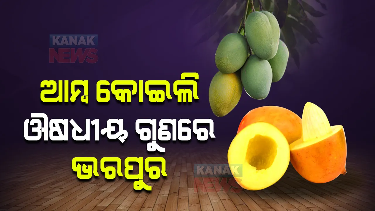  ଆମ୍ବ କୋଇଲି ଔଷଧୀୟ ଗୁଣରେ ଭରପୁର । ଏହାର ସେବନ ଅନେକ ରୋଗ ଠାରୁ ଦୂରେଇ ରଖେ ।