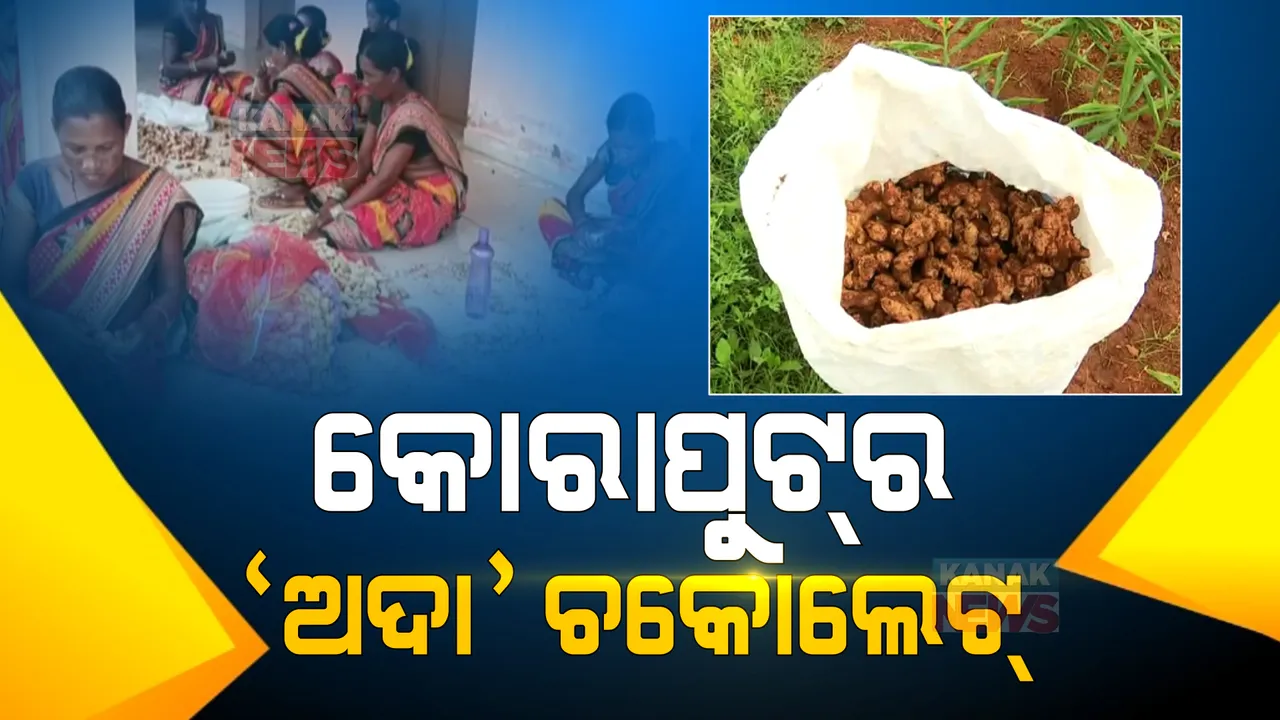  କୋରାପୁଟରୁ ଉତ୍ପାଦିତ ହେଉଛି ପ୍ରଚୁର ପରିମାଣର ଅଦା: ହେଲେ ଚାଷୀଙ୍କୁ ମିଳୁନି ଉଚିତ୍ ମୁଲ୍ୟ, ୪ରୁ ୫ଟଙ୍କାରେ ଅଦା ବିକ୍ରି କରୁଛନ୍ତି ଚାଷୀ
