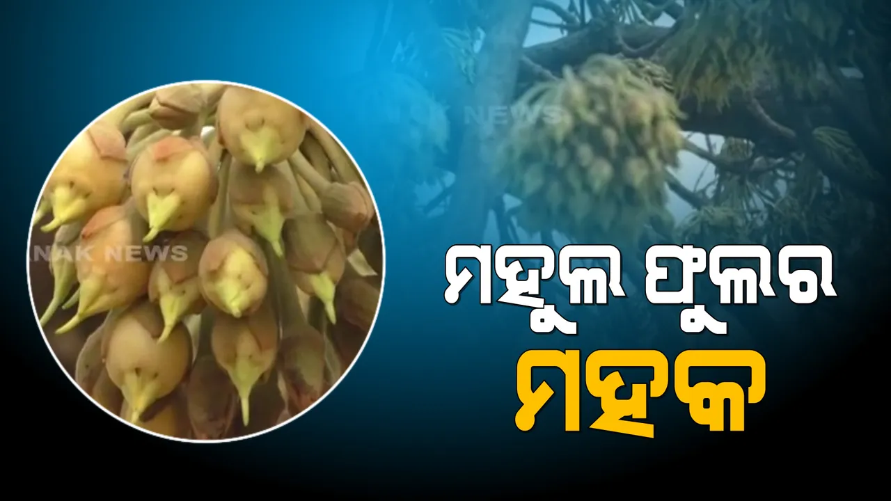  ପ୍ରକୃତି ଦେଉଛି ରୋଜଗାର: ଜଙ୍ଗଲ ପାହାଡ଼ ଘେରା ସମ୍ବଲପୁର କୁଚିଣ୍ଡାରେ ମହୁଲ ଫୁଲ ସଂଗ୍ରହ କରି ବିକ୍ରି କରୁଛନ୍ତି ଲୋକେ