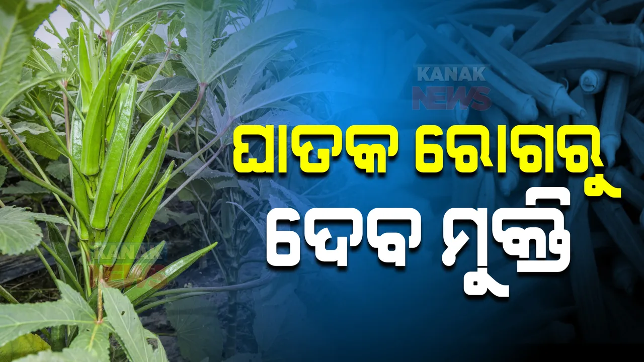  ଭେଣ୍ଡି ଖାଆନ୍ତୁ, ଘାତକ ରୋଗରୁ ଦୂରେଇ ରୁହନ୍ତୁ