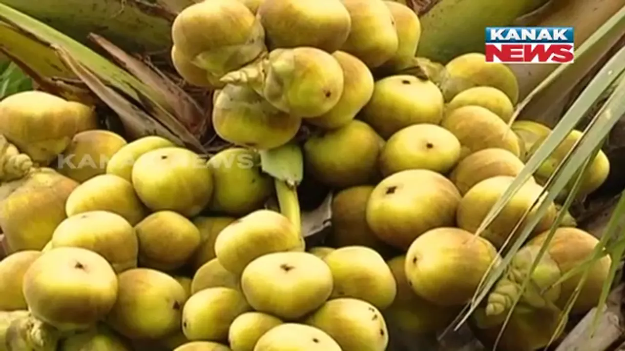  ପ୍ରକୃତି ଓ ପରିବେଶ ସହ ଜଡିତ ଆଦିବାସୀଙ୍କ ଜୀବନ ଧାରା: ଖରା ଦିନେ ତାଳ ସଜ ବିକି ରୋଜଗାର କରୁଛନ୍ତି ଆଦିବାସୀ ଅଧ୍ୟୁଷିତ ଲୋକେ