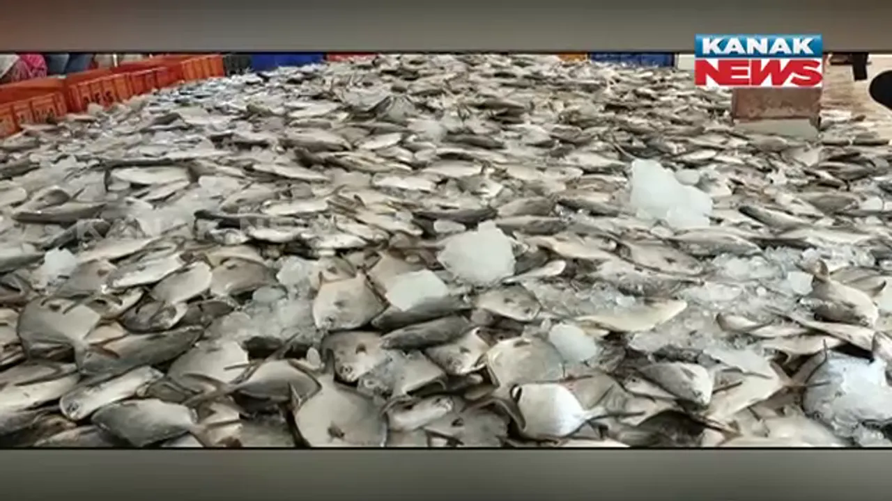  ବାଲେଶ୍ୱର ବାହାବଳପୁର ଗଭୀର ସମୁଦ୍ରରେ ହେଉଛି ମାଛ ଚାଷ । ଅତ୍ୟାଧୁନିକ ଜ୍ଞାନ କୌଶଳରେ କେଜ କଲଚର ମାଧ୍ୟମରେ ମାଛ ଚାଷ କରୁଛନ୍ତି ମତ୍ସ୍ୟଜୀବୀ ।