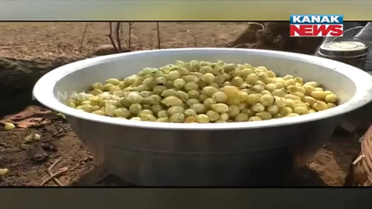  କନ୍ଧମାଳ ଜିଲ୍ଲାରେ ଚଳିତ ବର୍ଷ ହୋଇଛି ପ୍ରଚୁର ପରିମାଣର ମହୁଲ ଫୁଲ । କିଲୋ ପ୍ରତି ୨୦ରୁ ୩୦ ଟଙ୍କାରେ ବିକ୍ରି କରି କ୍ଷତି ସହୁଛନ୍ତି ମହୁଲ ସଂଗ୍ରହକାରୀ 