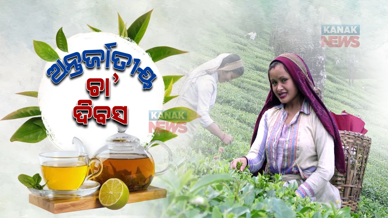  ଅନ୍ତର୍ଜାତୀୟ ଚା’ ଦିବସ । ଜାଣନ୍ତୁ ଦିବସର ବିଶେଷତ୍ୱ
