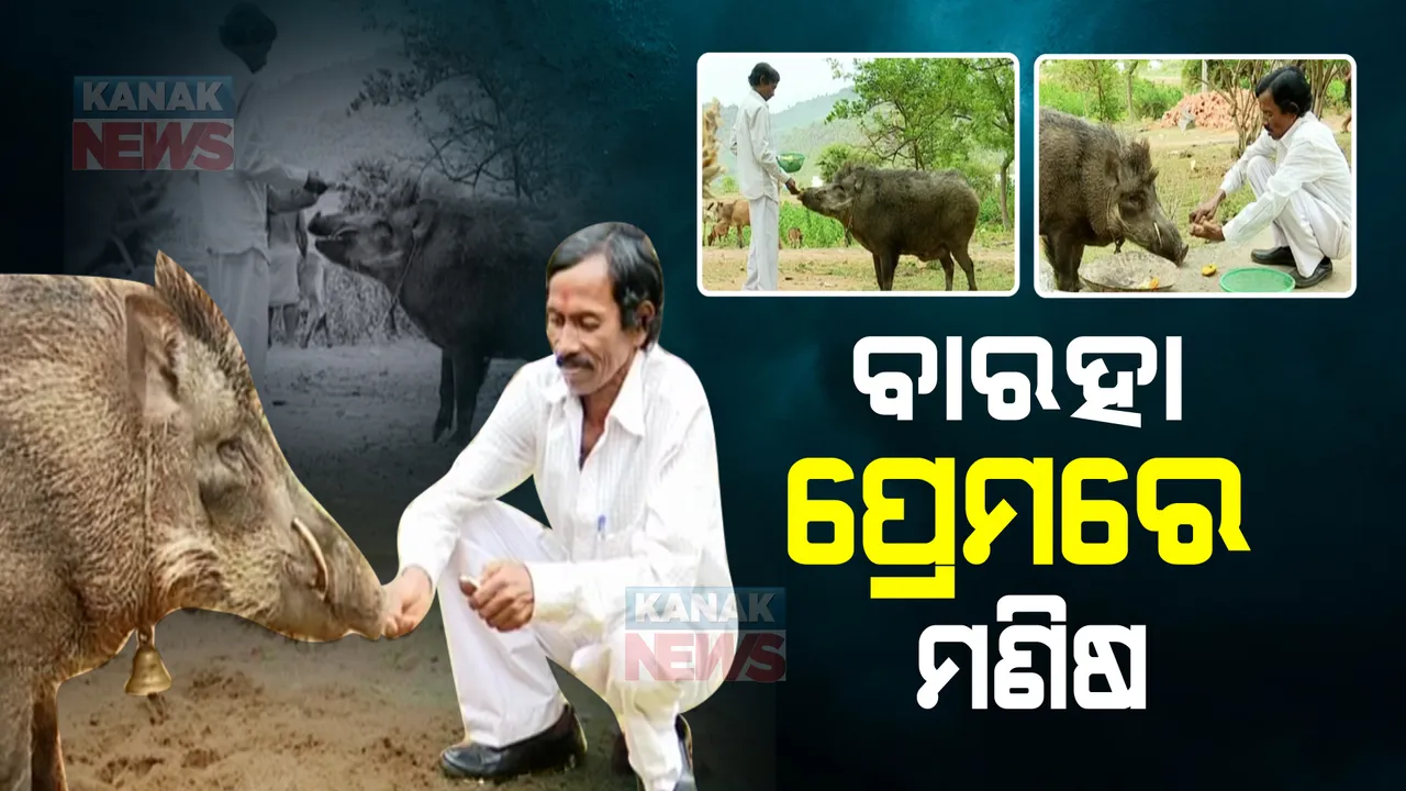  ଜଙ୍ଗଲୀ ଜନ୍ତୁ ଓ ମଣିଷର ନିବିଡ ସମ୍ପର୍କର କାହାଣୀ : ନାଁ ଧରି ଡାକିଲେ ଛୁଟି ଆସୁଛି ଜଙ୍ଗଲୀ ବାରହା