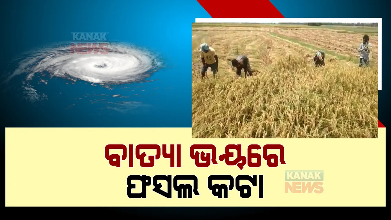  ବାତ୍ୟା ଭୟରେ ଉପକୂଳ ଚାଷୀଙ୍କ ମଧ୍ୟରେ ଛନକା: ବିଲରୁ କାଟିନେଉଛନ୍ତି ଦରପାଚିଲା ଫସଲ 