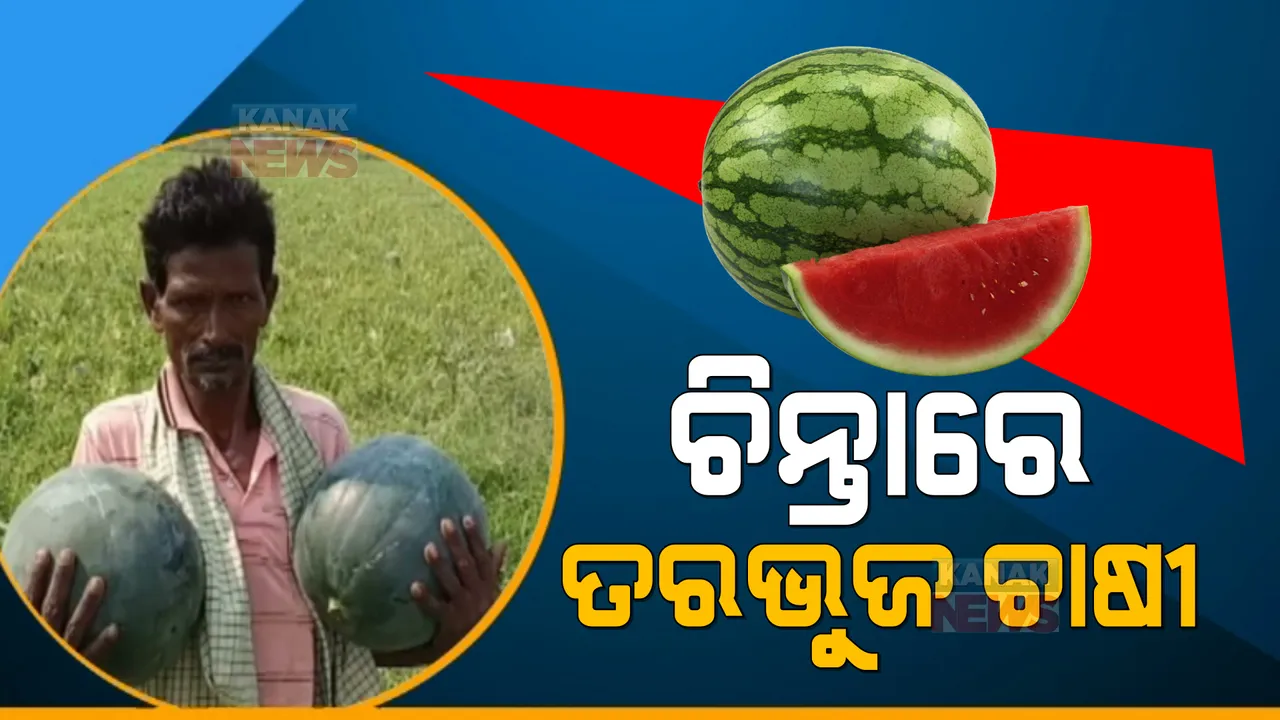  କଳାହାଣ୍ଡିର ନଦୀକୂଳିଆ ଅଂଚଳରେ ବ୍ୟାପକ ତରଭୁଜ ଚାଷ । ବଜାର ବ୍ୟବସ୍ଥା ନଥିବାରୁ କ୍ଷତି । ଶୀତଳଭଣ୍ଡାର ପାଇଁ ଦାବି