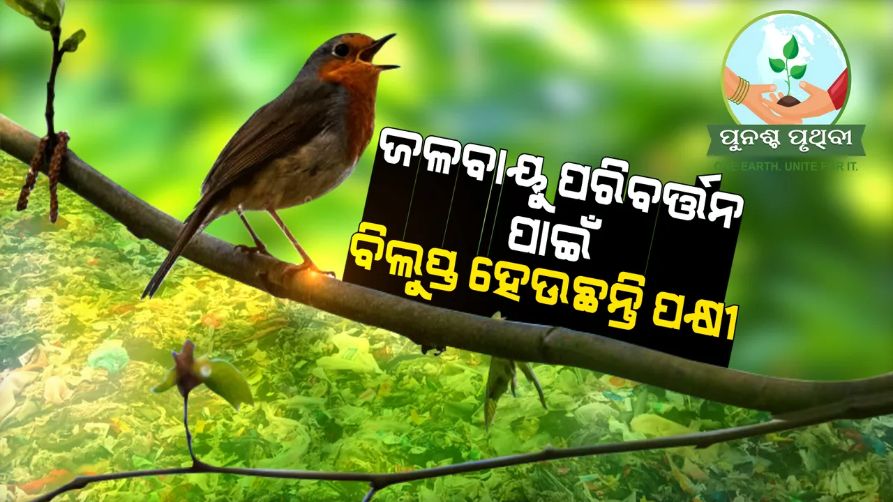  ଜଳବାୟୁ ପରିବର୍ତ୍ତନ ଯୋଗୁ ବିଲୁପ୍ତ ହେଉଛନ୍ତି ପକ୍ଷୀ । ବିଶ୍ୱରେ ହ୍ରାସପାଉଛି ପକ୍ଷୀଙ୍କ ସଂଖ୍ୟା ।