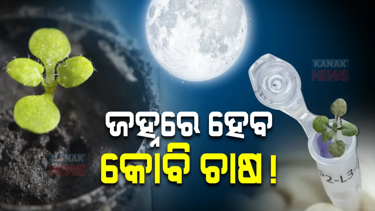  ଜହ୍ନରେ ହେବ କୋବି ଚାଷ !