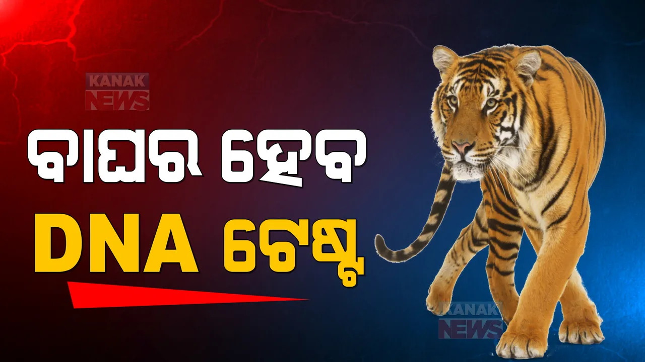  ରାଜ୍ୟରେ ବଢୁଛି ବାଘ ଛାଲ ଜବତ ଘଟଣା: କେଉଁ ଅଂଚଳର ବାଘ, ଜାଣିବା ପାଇଁ ବନ ବିଭାଗ କରିବ ଡିଏନଏ ଟେଷ୍ଟ
