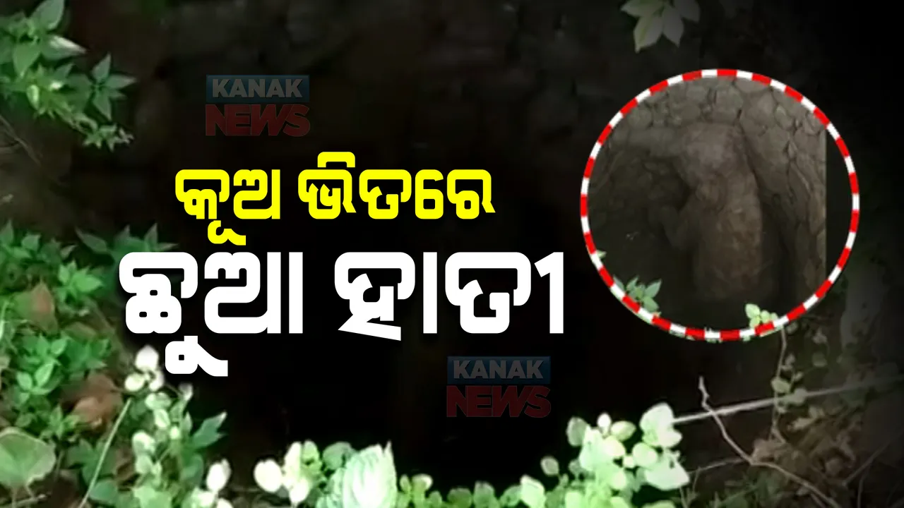  କୂଅରେ ପଡିଲା ହାତୀ ଛୁଆ । ରାତିରେ କନ୍ଧମାଳ ପଳାସପଲ୍ଲୀ ନିକଟରେ ହାତୀ ପଲ ବୁଲିଥିବା ବେଳେ ଖସିପଡ଼ିଲା କୁନି ହାତୀ ।