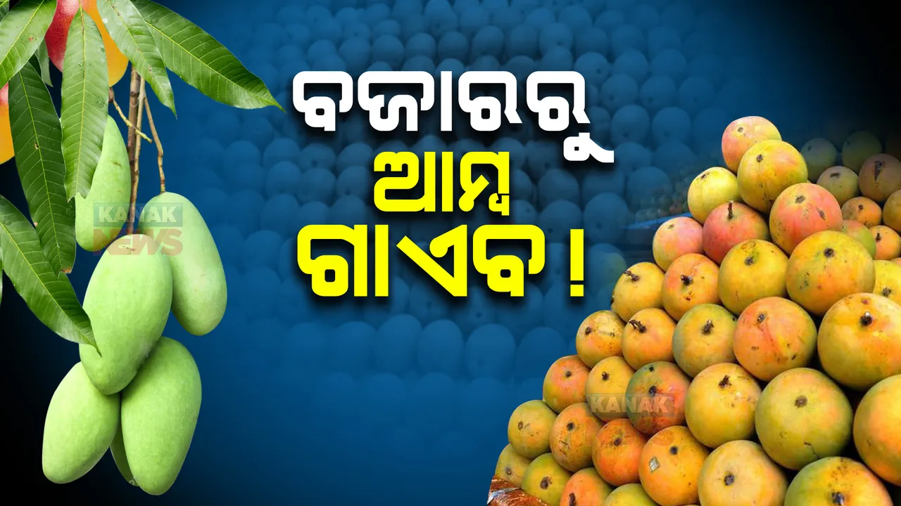  ଆମ୍ବ ଗାଏବ ! ଗଛରେ ନାହିଁ କି ବଜାରରେ ନାହିଁ , ଚଳିତଥର ବଜାରରେ ଆମ୍ବର ବ୍ୟାପକ ଅଭାବ