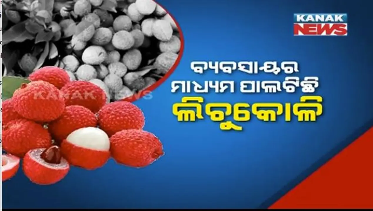  ବ୍ୟବସାୟର ମାଧ୍ୟମ ପାଲଟିଛି ଲିଚୁକୋଳି । ଚାଷୀଙ୍କ ଠାରୁ ଲିଚୁ କିଣି ବିକ୍ରି କରୁଛନ୍ତି ଏସଏଚଜି ମହିଳା ।