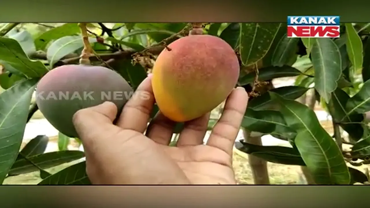  ଆମ୍ବ କେଜିକୁ ଅଢ଼େଇ ଲକ୍ଷ: ବିଶ୍ୱ ବଜାରରେ ମିଳୁଛି ବରଗଡ ଜିଲ୍ଲା ପାଇକମାଲର ‘ମିୟାଜାକି’ ଆମ୍ବ