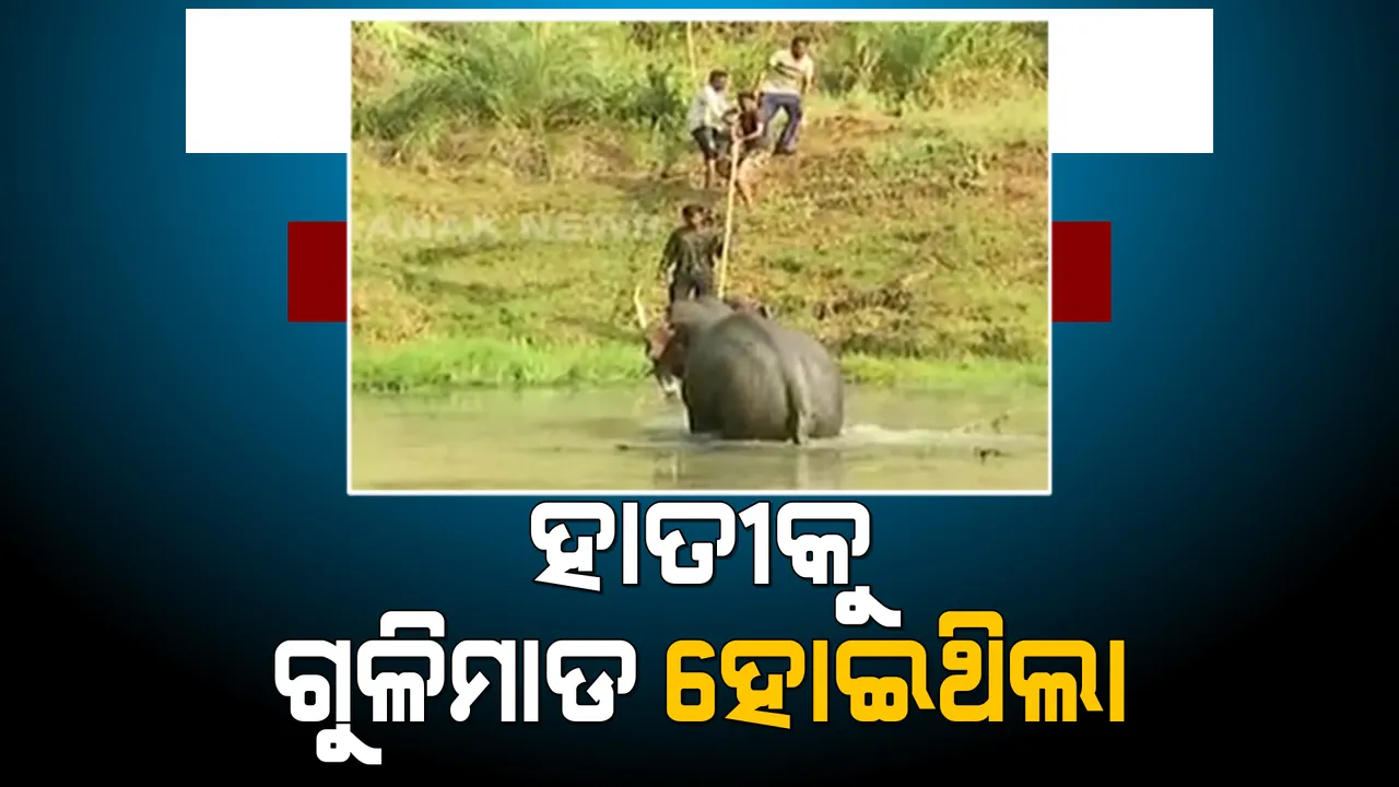 ସମ୍ବଲପୁର ହାତୀ ମୃତ୍ୟୁ ଘଟଣାରେ ନୂଆ ମୋଡ: ଡିଏଫଓ କହିଲେ, ହାତୀକୁ ହୋଇଥିଲା ଗୁଳିମାଡ