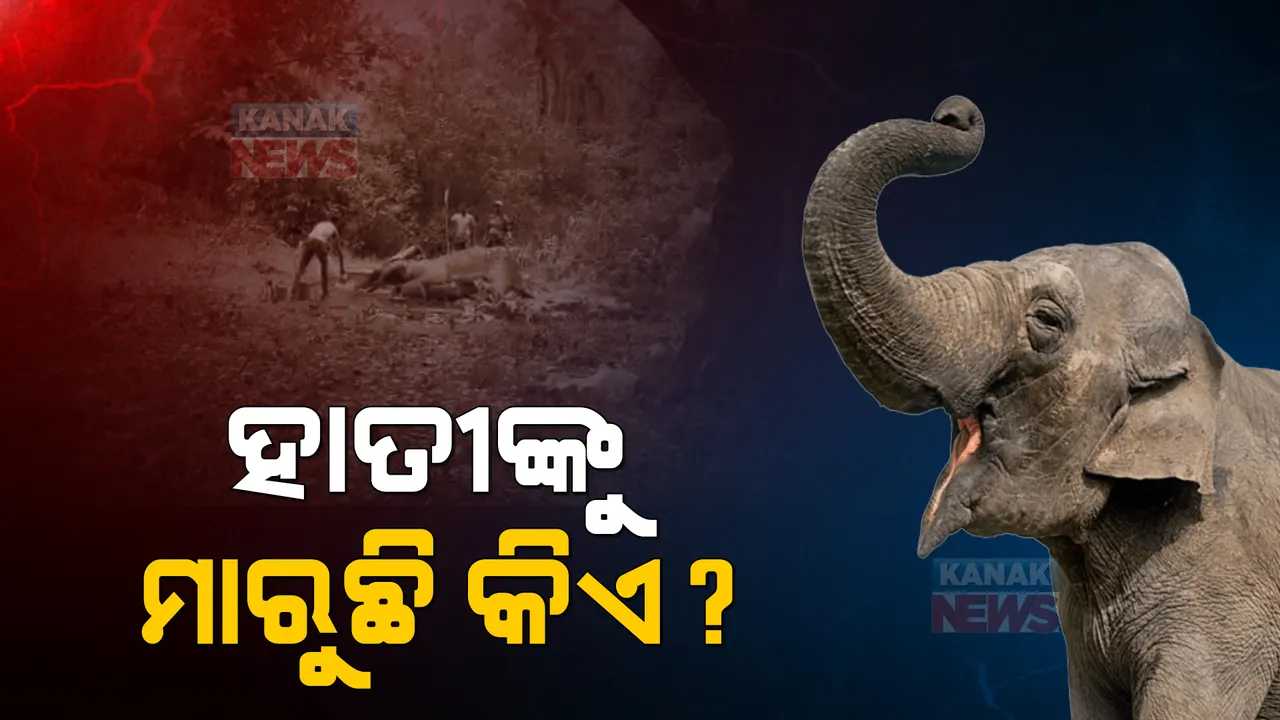  ବଡ଼ମ୍ବା ବନାଞ୍ଚଳରୁ ଆଉ ଏକ ହାତୀର କଙ୍କାଳ ଉଦ୍ଧାର: ମରଣ ଯନ୍ତା ପାଲଟିଛି ଓଡ଼ିଶାର ଜଙ୍ଗଲ